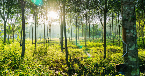 BENEFITS OF RUBBER TREES FOR THE ENVIRONMENT