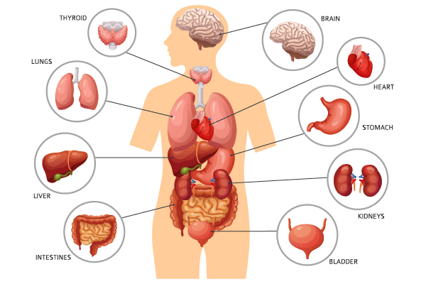 CÁC CƠ QUAN TRONG CƠ THỂ HOẠT ĐỘNG Ở KHUNG GIỜ NÀO?